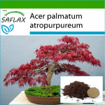 SAFLAX - Bonsai - Punane Jaapani vaher - 20 seemet - Potisubstraadiga paremaks kasvatamiseks - Acer palmatum