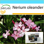 SAFLAX - Kingikomplekt - Oleander - 50 seemet - Koos kinkekarbi, kaardi, etiketi ja potisubstraadiga - Nerium oleander