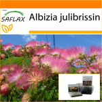 SAFLAX - Aed kotis - Pinc Acacia - 50 seemet - Substraadiga sobivas p&uuml;stijas kotis - Albizia julibrissin