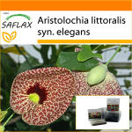 SAFLAX - Aed kotis - Dutchman's Pipe - 80 seemet - Substraadiga sobivas p&uuml;stises kotis - Aristolochia littoralis