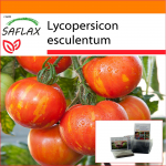 SAFLAX - Aed kotis - Tomat - Tigerella - 10 seemet - Substraadiga sobivas p&uuml;stijas kotis - Lycopersicon esculentum