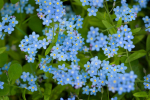 500 Myosotis Royal Blue seemet &ndash; &Otilde;istaimed &ndash; Paljundatavad talupojaseemned &ndash; SemiWild