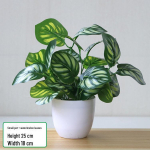 Rohelise redise lehtedega potitaim elutoa ja t&ouml;&ouml;laua kaunistamiseks