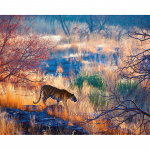 5D teemantmaal T&auml;isteemant- ja ringtikandiga ristpistes tiiger 20X30CM