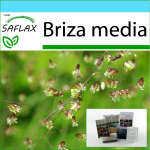 SAFLAX &ndash; Kingikomplekt &ndash; Quaking Grass &ndash; 75 seemet &ndash; Koos kinkekarbi, kaardi, etiketi ja potisubstraadiga &ndash; Briza meedia