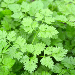 150 Chervil Seeds - aromaatne aiataim - paljundatavad talupojaseemned - Semiwild