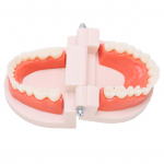 V&auml;ike hammaste mudel lasteaia hammaste harjamise &otilde;petusmudel suukaudse meditsiinilise hariduse vahendid lastele