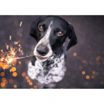 DIY Teemantmaal Teemanttikandid Ristpistes Mustvalged koerte kivid 20X30CM