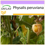 SAFLAX - Cape Gooseberry / Peruu Cherry - 100 seemet - Physalis peruviana