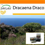 SAFLAX - Aed kotis - Draakonipuu - 5 seemet - Substraadiga sobivas p&uuml;stijas kotis - Dracaena Draco