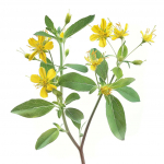 1500 Graines de Millepertuis andros&egrave;me (hypericum androsaemum)