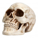 Kolju Ornament Realistlikud Detailid Vaikust Valmistatud Lauaarvuti Kolju Kuju Halloween Kontori Kodu Laua Aksessuaar