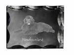 Newfoundland, Newfs, Newfies - crystal with a picture of a dog, glass statuette with a picture, unique frame with a picture from Art-Dog brand puhas