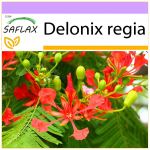 SAFLAX &ndash; Flamboyant &ndash; 6 seemet &ndash; Delonix regia
