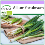 SAFLAX &ndash; Orgaaniline &ndash; Salatisibul &ndash; Jaapani Ishikura &ndash; 150 seemet &ndash; Allium fistulosum