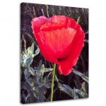 L&otilde;uenditr&uuml;kk Red Poppy Flower Nature 40x60 punane