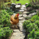 Kana dekoratiivne aia vaia loom naljakas kana akr&uuml;&uuml;lhoovi kunstidekoratsioon teerajale, 31.5cmx17.4cm