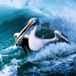 5D isetehtud teemantmaali tikandid  Pelican Hunting In Waves  Teemantmosaiigist ristpistega dekoor 30x30CM