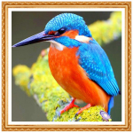 3D isetegemise teemanttikandid Kingfisher t&auml;is&uuml;mmarguse teemantv&auml;rviga linnuristpistega armas loom 20X30CM