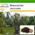 SAFLAX &ndash; hobusesabapalm &ndash; 10 seemet &ndash; Potisubstraadiga paremaks kasvatamiseks &ndash; Beaucarnea recurvata