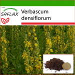 SAFLAX &ndash; Suure&otilde;ieline mullein &ndash; 500 seemet &ndash; Potisubstraadiga paremaks kasvatamiseks &ndash; Verbascum densiflorum