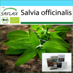 SAFLAX - Kinkekomplekt - Orgaaniline - Salvei - 60 seemet - Koos kinkekarbi, kaardi, etiketi ja potisubstraadiga - Salvia officinalis