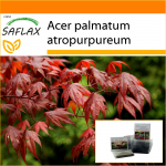SAFLAX - Aed kotis - Punane Jaapani vaher - 20 seemet - Substraadiga sobivas p&uuml;stijas kotis - Acer palmatum