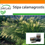 SAFLAX - Aed kotis - Sulehein / Faasani sabahein - 50 seemet - Substraadiga sobivas p&uuml;stises kotis - Stipa calamagrostis