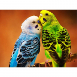 5D DIY Teemantmaaling Papagoi Teemanttikandid Loomade Ristpistes Rhinestones T&auml;isringi puurid K&auml;sit&ouml;&ouml; Kodukaunistuse kingitus Full Round 15x20CM