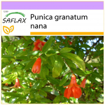 SAFLAX - K&auml;&auml;bus granaat&otilde;un - 50 seemet - Punica granatum nana