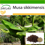 SAFLAX - Darjeeling Banana - 5 seemet - Potisubstraadiga paremaks kasvatamiseks - Musa sikkimensis