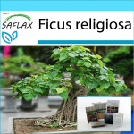 SAFLAX - Kingikomplekt - Bonsai - Peepul Tree / P&uuml;ha viigipuu - 100 seemet - Koos kinkekarbi, kaardi, etiketi ja potisubstraadiga - Ficus religiosa