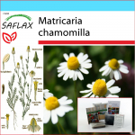 SAFLAX - kinkekomplekt - Mayweed - 300 seemet - Koos kinkekarbi, kaardi, etiketi ja potisubstraadiga - Matricaria chamomilla