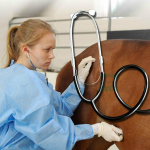 Loomade kahesuguse kasutusega lemmikloomade stetoskoop meditsiiniseadmed sead veised lambad kassid ja koerad stetoskoop veterinaarseadmed