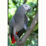 T&auml;ielik 5D Teemantmaaling Hall papagoi Teemanttikandid Ristpistekomplektid Kodukaunistus K&auml;sitsi valmistatud kingitus Round 60x80cm