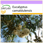 SAFLAX - River Red Gum - 200 seemet - Eucalyptus camaldulensis