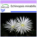 SAFLAX - jumaldamise lill - 40 seemet - Echinopsis mirabilis