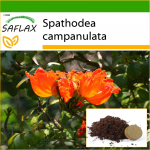 SAFLAX &ndash; Aafrika tulbipuu &ndash; 30 seemet &ndash; Potisubstraadiga paremaks kasvatamiseks &ndash; Spathodea campanulata
