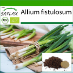 SAFLAX &ndash; Mahe &ndash; Salatisibul &ndash; Jaapani Ishikura &ndash; 150 seemet &ndash; Potisubstraadiga paremaks kasvatamiseks &ndash; Allium fistulosum