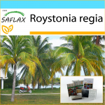 SAFLAX - kinkekomplekt - Kuuba kuninglik palm - 8 seemet - kinkekarbi, kaardi, etiketi ja potisubstraadiga - Roystonia regia