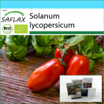 SAFLAX - Kinkekomplekt - Orgaaniline - Tomat - San Marzano - 15 seemet - Koos kinkekarbi, kaardi, etiketi ja potisubstraadiga - Solanum lycopersicum