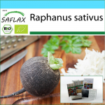 SAFLAX - Kinkekomplekt - Orgaaniline - Redis - Must Hispaania &uuml;mmargune - 100 seemet - Koos kinkekarbi, kaardi, etiketi ja potisubstraadiga - Raphanus sativus