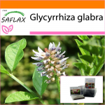SAFLAX - Aed kotis - Lagrits - 30 seemet - Substraadiga sobivas p&uuml;stijas kotis - Glycyrrhiza glabra