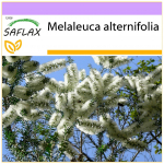 SAFLAX &ndash; Austraalia teepuu &ndash; 400 seemet &ndash; Melaleuca alternifolia