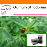 SAFLAX - Aed kotis - Sidrunibasiilik - 200 seemet - Substraadiga sobivas p&uuml;stijas kotis - Ocimum citriodorum
