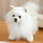 Kvaliteetne esmaklassiline simulatsioon Pomeranian koera plush m&auml;nguasi armsad t&auml;idisega loomad kutsika plushies nukk koomiks pehmed laste m&auml;nguasjad kingitused about 23cm