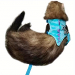 P&otilde;genemiskindel Ferret Leash Vest Harness Angoora Lemmiklooma Marten Weasel Jalutusk&auml;ik Stiilis Vastupidav 1pc sinine