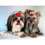 5D DIY Teemantv&auml;rvimine Koer Ristpistes Yorkshire'i terjer Teemanttikandid Mosaiik T&auml;is &uuml;mmargune/ruudukujuline puur Kodukaunistuse kunsti kingitus Full Round 15x20CM