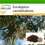 SAFLAX - River Red Gum - 200 seemet - Potisubstraadiga paremaks kasvatamiseks - Eucalyptus camaldulensis