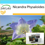 SAFLAX &ndash; kinkekomplekt &ndash; Peruu &otilde;un &ndash; 100 seemet &ndash; Koos kinkekarbi, kaardi, etiketi ja potisubstraadiga &ndash; Nicandra physaloides